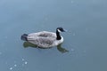 Canadian geese - Chinatown Washington DC - Street View Royalty Free Stock Photo